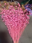 len jasno różowy zboże suszone naturalny w wiązkach 