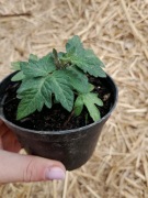 Sadzonka - pomidor koktajlowy Aztek, niski 