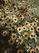 Sadzonki rudbekia 