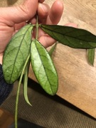 Hoya Crassipetiolata hoja