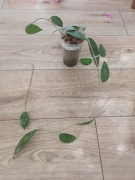 Hoya vecitillata Vietnam splash 
