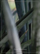 Plakat Fotografia Rośliny Natura Juka 30x40cm