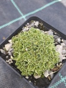Skalnica 'Crawler' Saxifraga