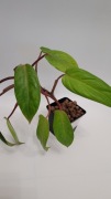 Philodendron 'Painted Lady' – unikalna i kolorowa roślina doniczkowa!