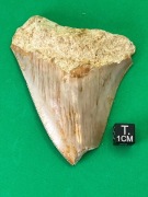 ZĄB REKINA MEGALODONA - OKAZJA!