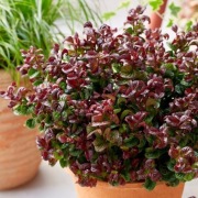 Kiścien wawrzykowy - krzew Curly Red