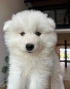 Samoyed / Samojed ZKwP / FCI rodowodowe szczenię po Championie Polski