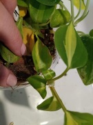 philodendron carnival