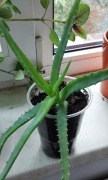 Aloes drzewiasty 