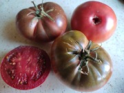 Kolekcjonerski pomidor Black Prince czarny książę 