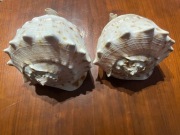 MUSZLE MARSKIE  DUŻE