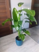 Strelicja Biała Strelitzia Nicolai 150cm zdrowa trzypędowa - donica gratis