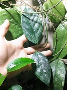 Hoya Coriacea Silver - sadzonka ze zdjęcia