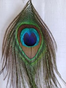 kolczyki z pawich piór