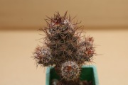 Kaktus Mammillaria mazatlensis v.patonii