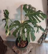 Monstera Thai Constellation 