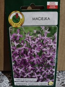 Maciejka  nasiona