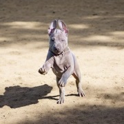 Thai Ridgeback dog szczenięta na sprzedaż hodowla ZKwP FCI tajski Ridgeback