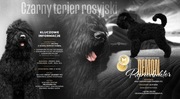 Reproduktor  - Czarny terier Rosyjski