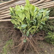 Laurowiśnia 40-60 cm goły korzeń