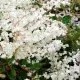 Rdest Auberta ( Fallopia aubertii )- sadzonka