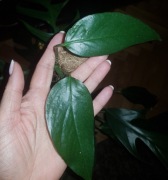 Epipremnum pinatum pinnatum Baltic blue cięty 