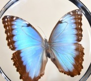 Gablotka dwustronna z motylem Morpho peleides MohPe_5