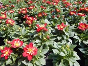 Rozsady sadzonki kwiatów warzyw fuksja lawenda lobelia niecierpek szałwia