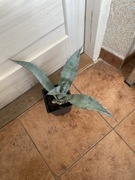 Agave, agawa,,americana” duża roślinka wyprzedaż