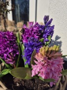 Odzież używana sort na kilogramy 10kg