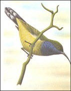 Wyspy Św Tomasza i Książęce - Ptaki, (zestaw 580)