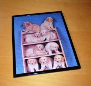 Obraz szczeniaki Golden retriever do pokoju dziecka