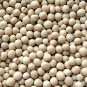 Groch zbiór 2025 worki 20kg