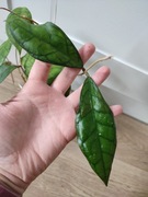 Hoya Black Cat - do ukorzenienia 