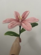 Różowa lilia kwiat wieczny