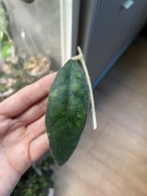 Hoya so. PERAK (AH) | hoja, sun stress