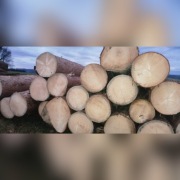 Drewno Tartaczne Świerk Modrzew