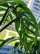 monstera esqueleto - ogryzki 