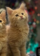 Kociczka kotka Maine coon kremowa ruda FiFe