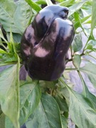 Papryka czarna, fioletowa, czerwona, itd. Nasiona.