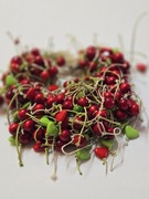 Czerwone korale z drewna