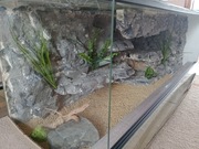 Terrarium 100 x40x40 gekon agama wąż 