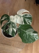 Monstera Thai Constelation - ukorzeniona szczyt