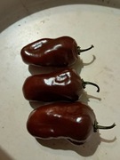 Nasiona papryka chili Capsicum Chinense Brown Egg