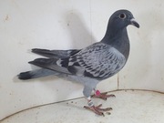 Samica po Oryg. Stiens Wnuczce "Antona" 36x1 konk 