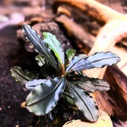 Bucephalandra sp. Wavy Leaf,sadzonka 4-8 cm emersyjna