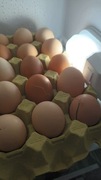 Jajka od kur  koło domu hodowane