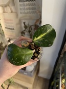 Hoya obovata variegata | hoja, hoya