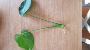 Monstera - ukorzeniona sadzonka