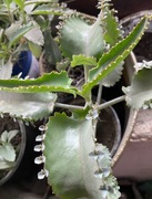 Żyworódka Daigremonta  